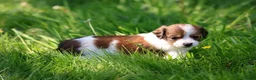 Kooikerhondje honden te koop: kooiker pups in Paterswolde - Advertentie 2