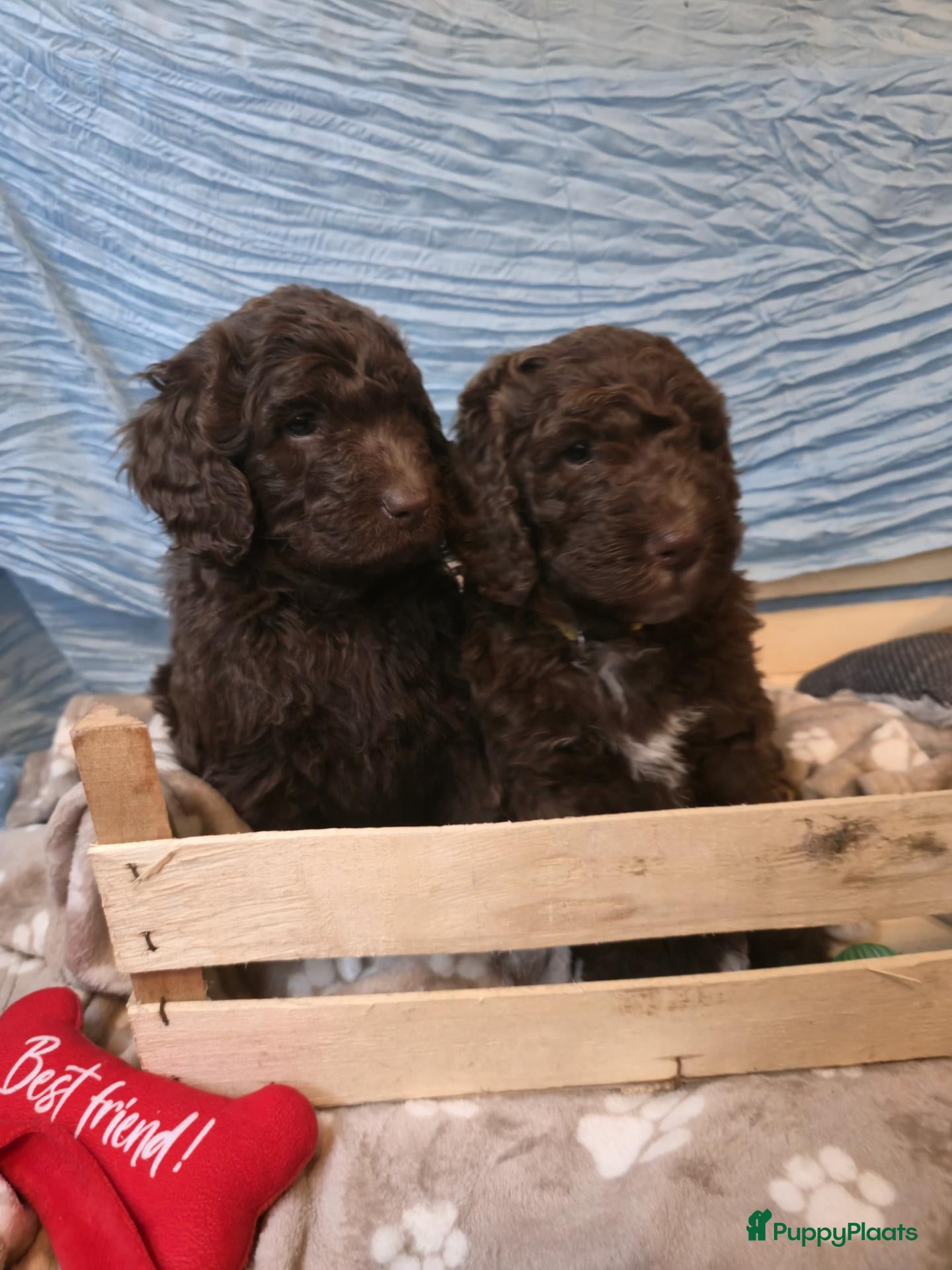 Kruising honden Labradoodle X Aussiedoodle  - Advertentie 5