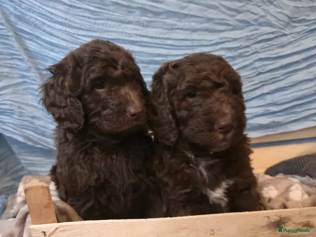 Kruising honden te koop: Labradoodle X Aussiedoodle - Advertentie 2