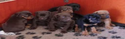 Kruising honden te koop: Pups kruising Dobermann x Rottweiler/Weimaraner in Terwolde - Advertentie 2