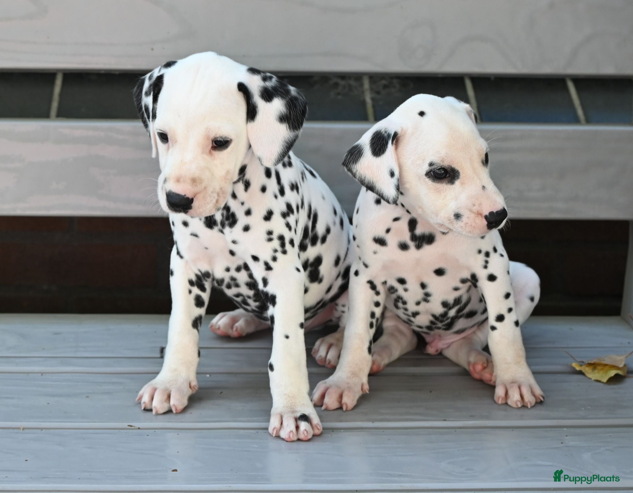 Dalmatiër honden Dalmatiër puppy's - Advertentie 2