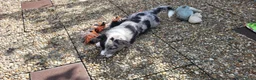 Welsh Corgi Cardigan honden te koop: Welsh corgi cardigan pups, blue merle - Advertentie 12