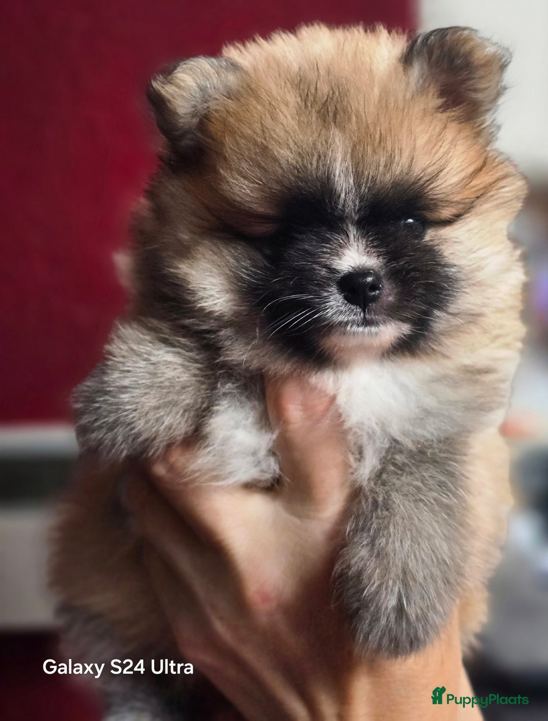 Pomeriaan honden te koop:  Te koop: Pomeranian pups met FCI-stamboom  - Afbeelding 14