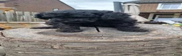 Labradoodle honden te koop: Mooie mini tot medium echt zwart pupjes - Advertentie 9