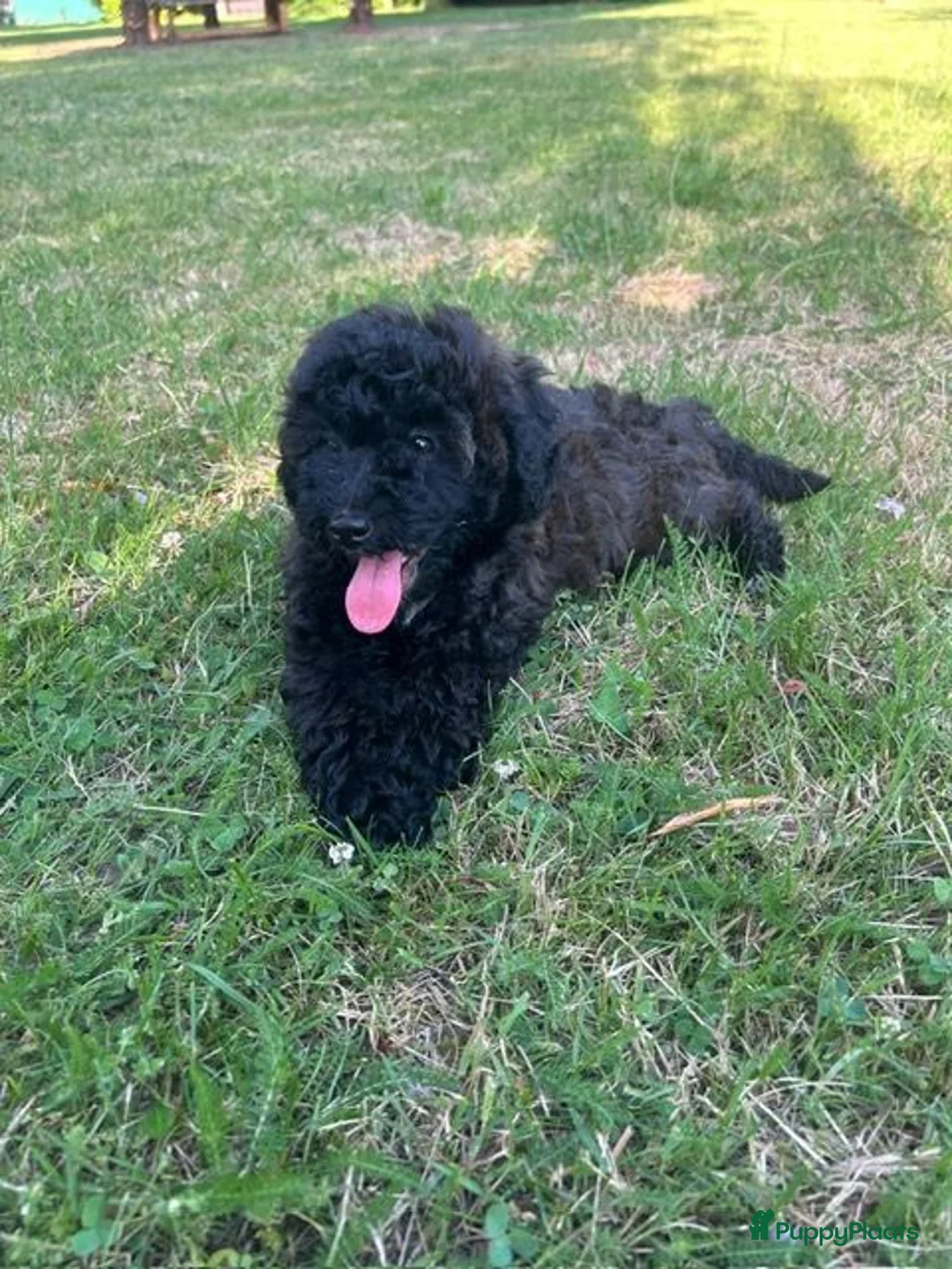 Kruising honden te koop: Maltipoo x mini labrdoodle - Advertentie 1