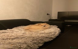 Pomeriaan honden te koop: Volwassen pomeriaan - Afbeelding 11