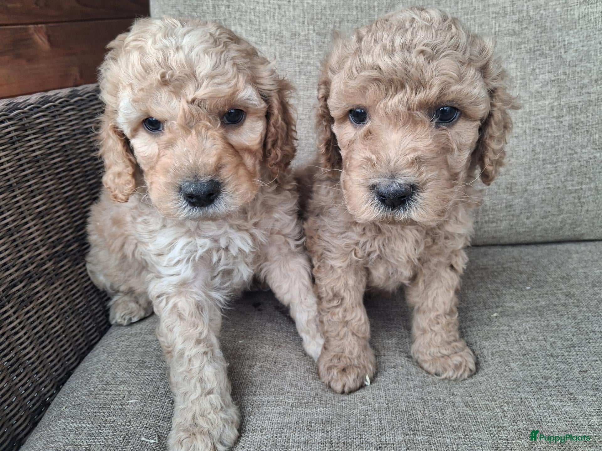 Australian Labradoodle honden Prachtige australian labradoodle puppy's  - Advertentie 1