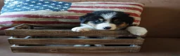 Australian Shepherd honden te koop: Australian shepherd pups - Advertentie 9