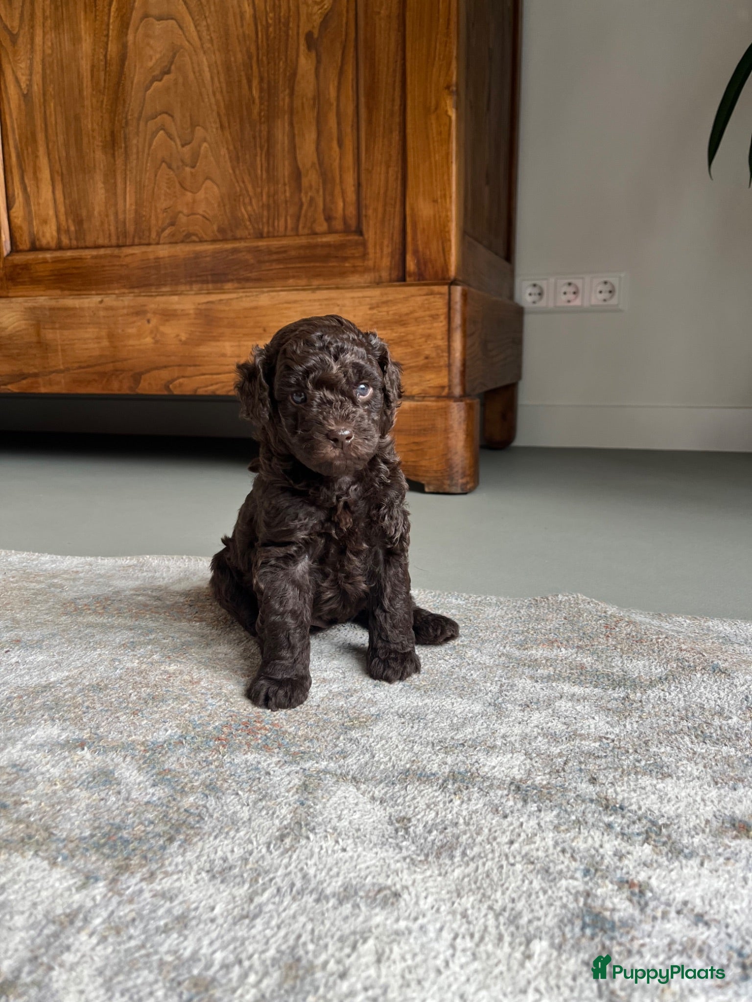 Maltipoo honden Chocolade bruine maltipoo/toypoeder puppy’s - Advertentie 3