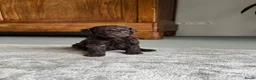 Maltipoo honden te koop: Chocolade bruine maltipoo/toypoeder puppy’s - Advertentie 1