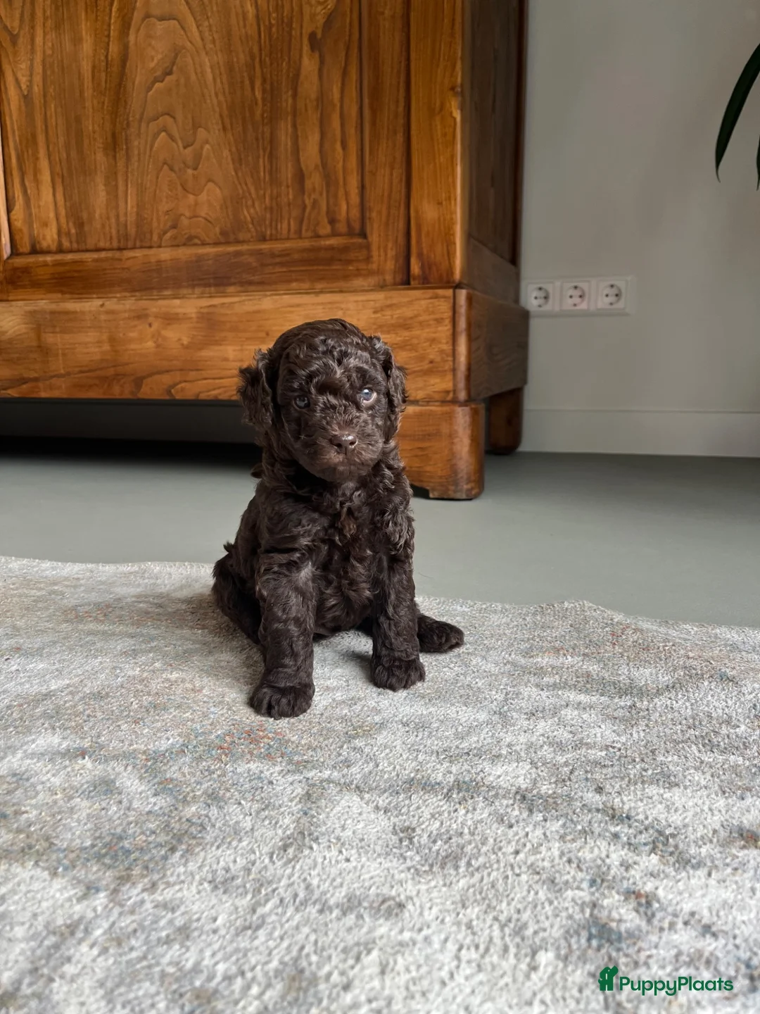 Maltipoo honden te koop: Chocolade bruine maltipoo/toypoeder puppy’s - Advertentie 1