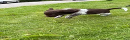 Friese Stabij honden te koop: Friese stabij puppy’s  in Uithuizermeeden - Advertentie 17