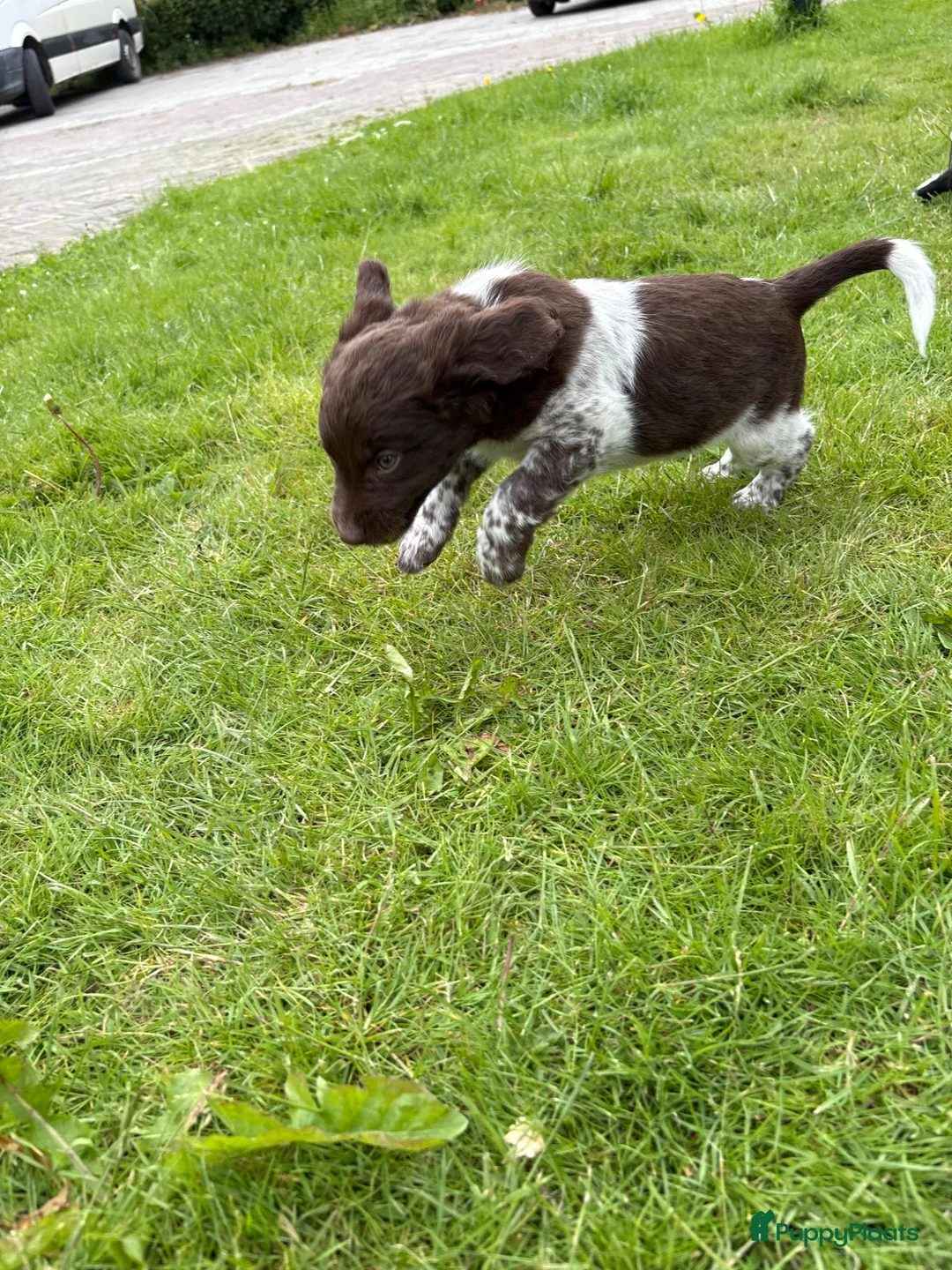 Friese Stabij honden te koop: Friese stabij puppy’s  in Uithuizermeeden - Advertentie 17