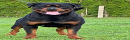 Rottweiler honden te koop: Zeer mooie rottweiler pups   - Advertentie 10