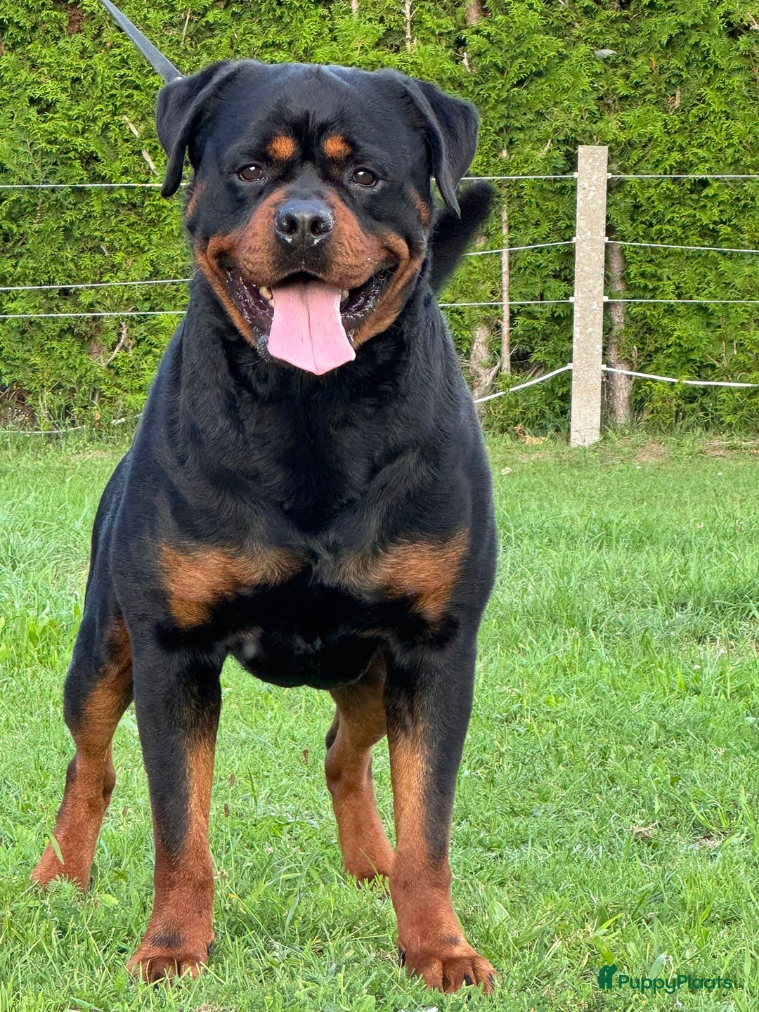 Rottweiler honden te koop: Zeer mooie rottweiler pups   - Advertentie 10