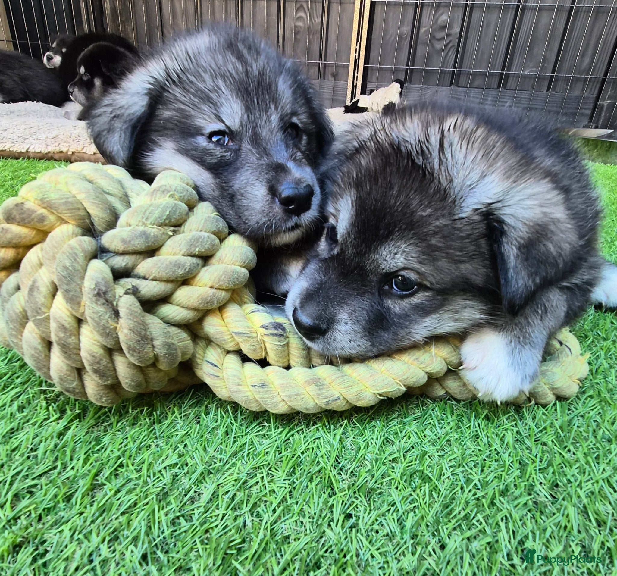 Kruising honden te koop: Labrakita pups (Labrador x Akita) Loyaal & speels - Advertentie 12