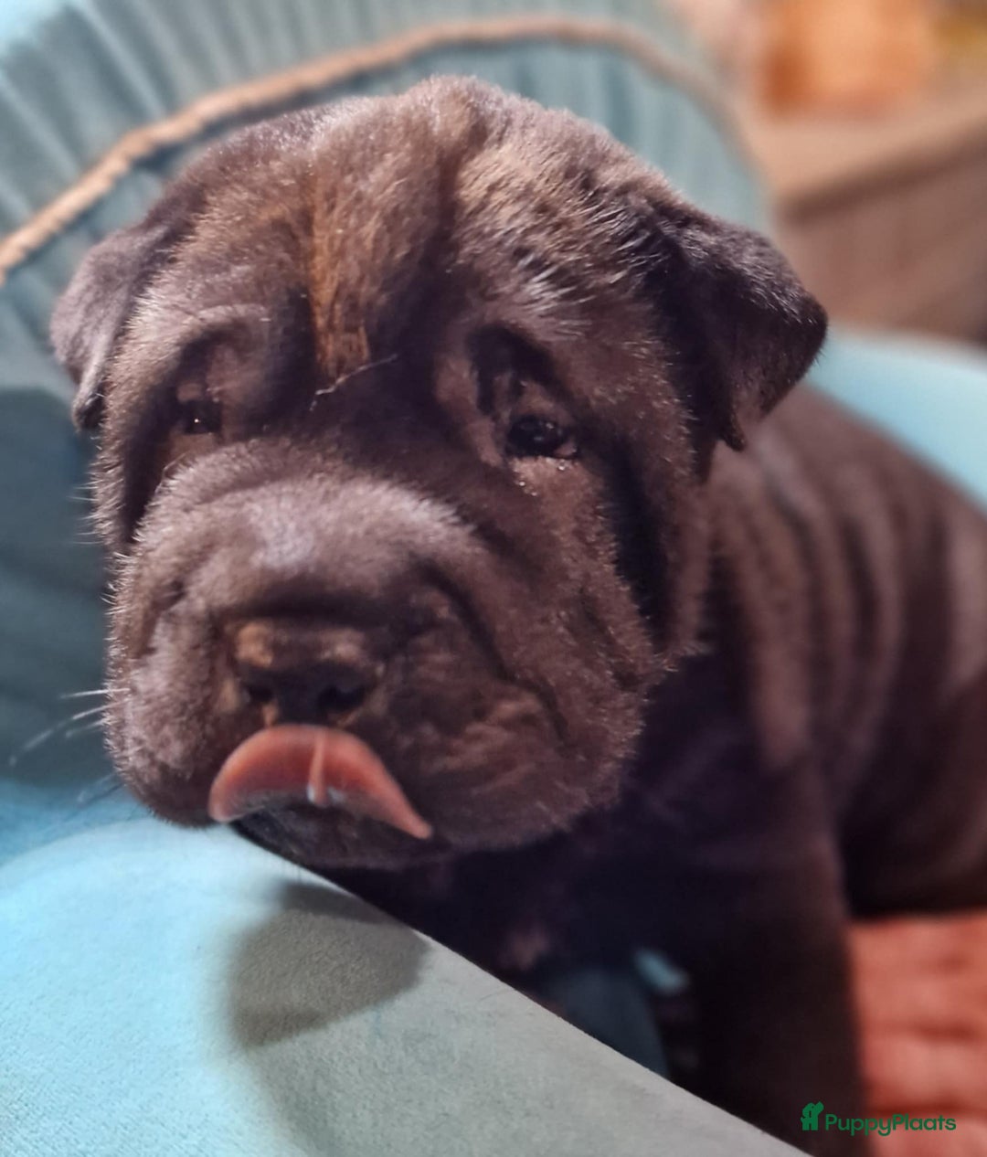 Shar Pei honden te koop: Sharpei - Advertentie 7