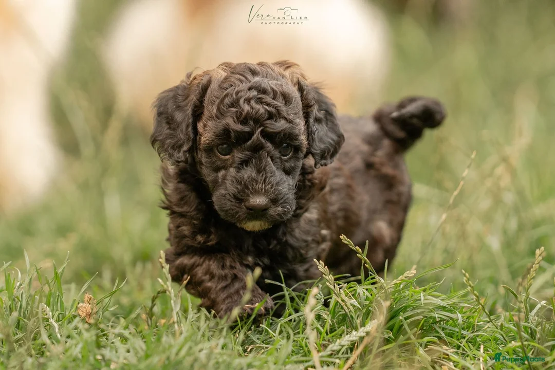 Kruising honden te koop: Dwergpoedel x Boompoo pups  - Advertentie 40