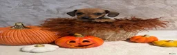 Teckel (korthaar)  honden te koop: Prachtige dwerg teckeltjes  - Advertentie 4