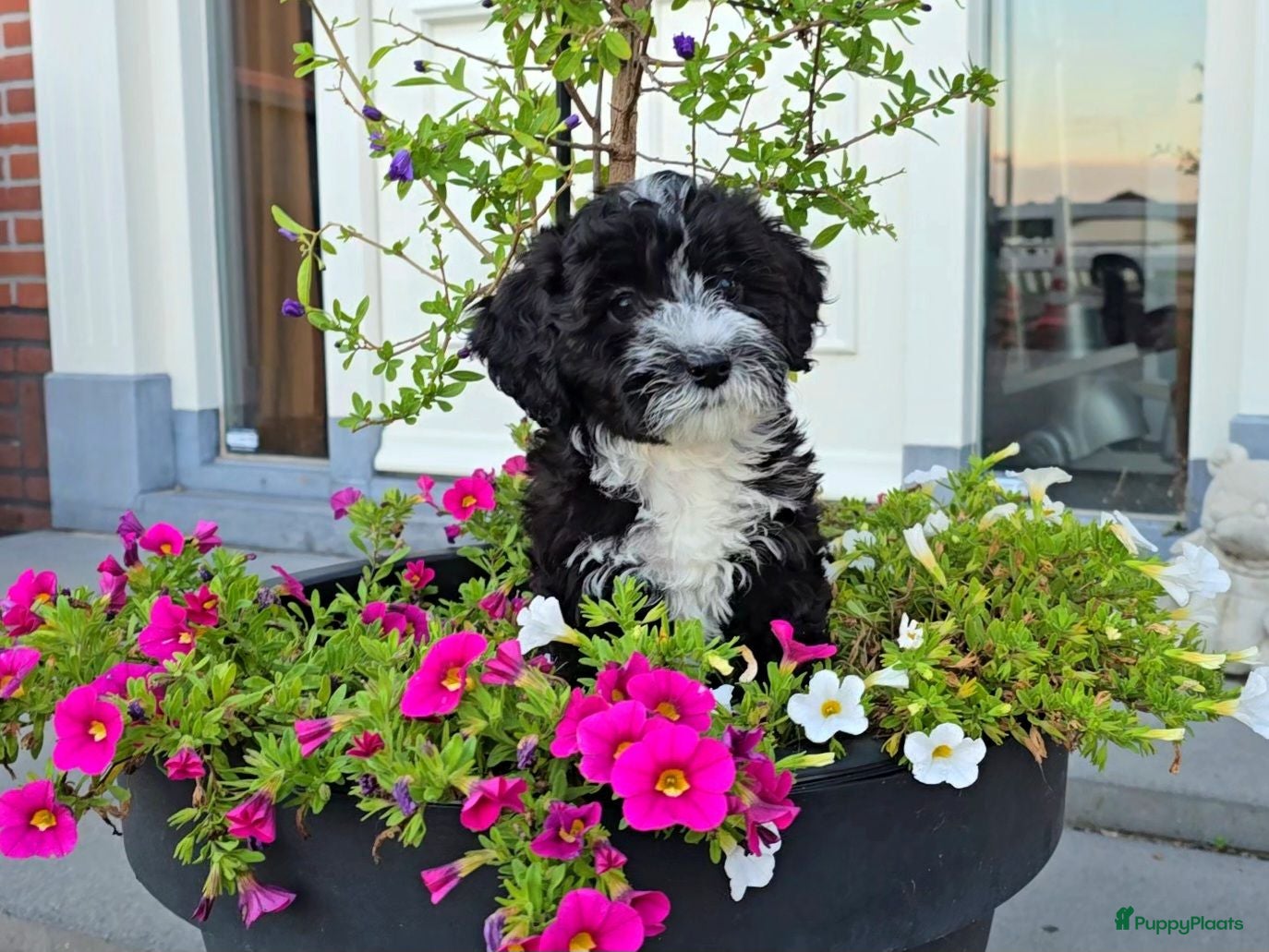 Maltipoo honden 🥰 2 Prachtige Maltipoo pups! Unieke kleuren 🐶 - Advertentie 1