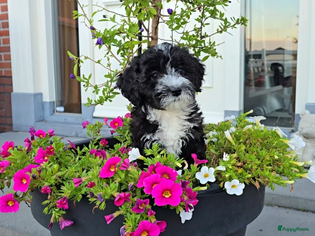 Maltipoo honden te koop: 🥰 2 Prachtige Maltipoo pups! Unieke kleuren 🐶 - Advertentie 1