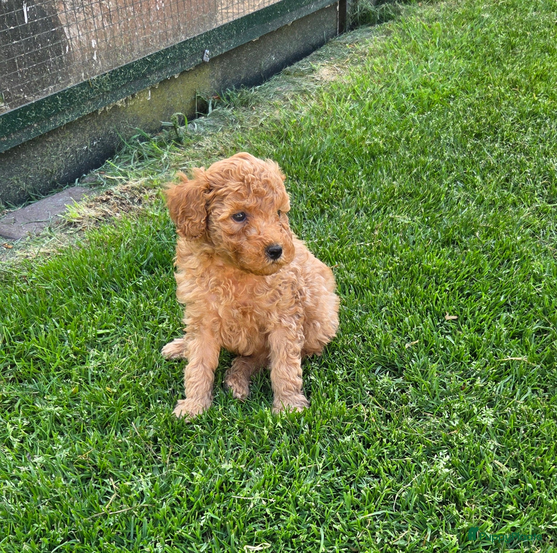 Kruising honden Labradoodle pups kleine medium F4 reutjes - Advertentie 5