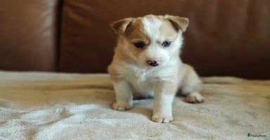Kruising honden - Advertentie 8