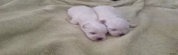 Maltezer honden te koop: Maltezer pups. Rasecht. Vader en moeder aanwezig - Advertentie 12