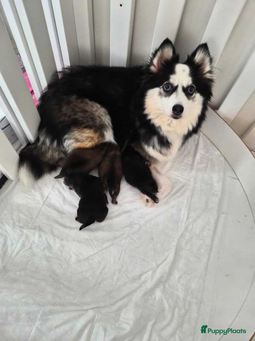Pomsky honden te koop: Kleine pomsky pups 🩷💙🩷💙 - Advertentie 2