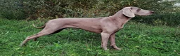Weimarse Staande Hond korthaar honden te koop: Prachtige Weimaraner pups - Advertentie 5