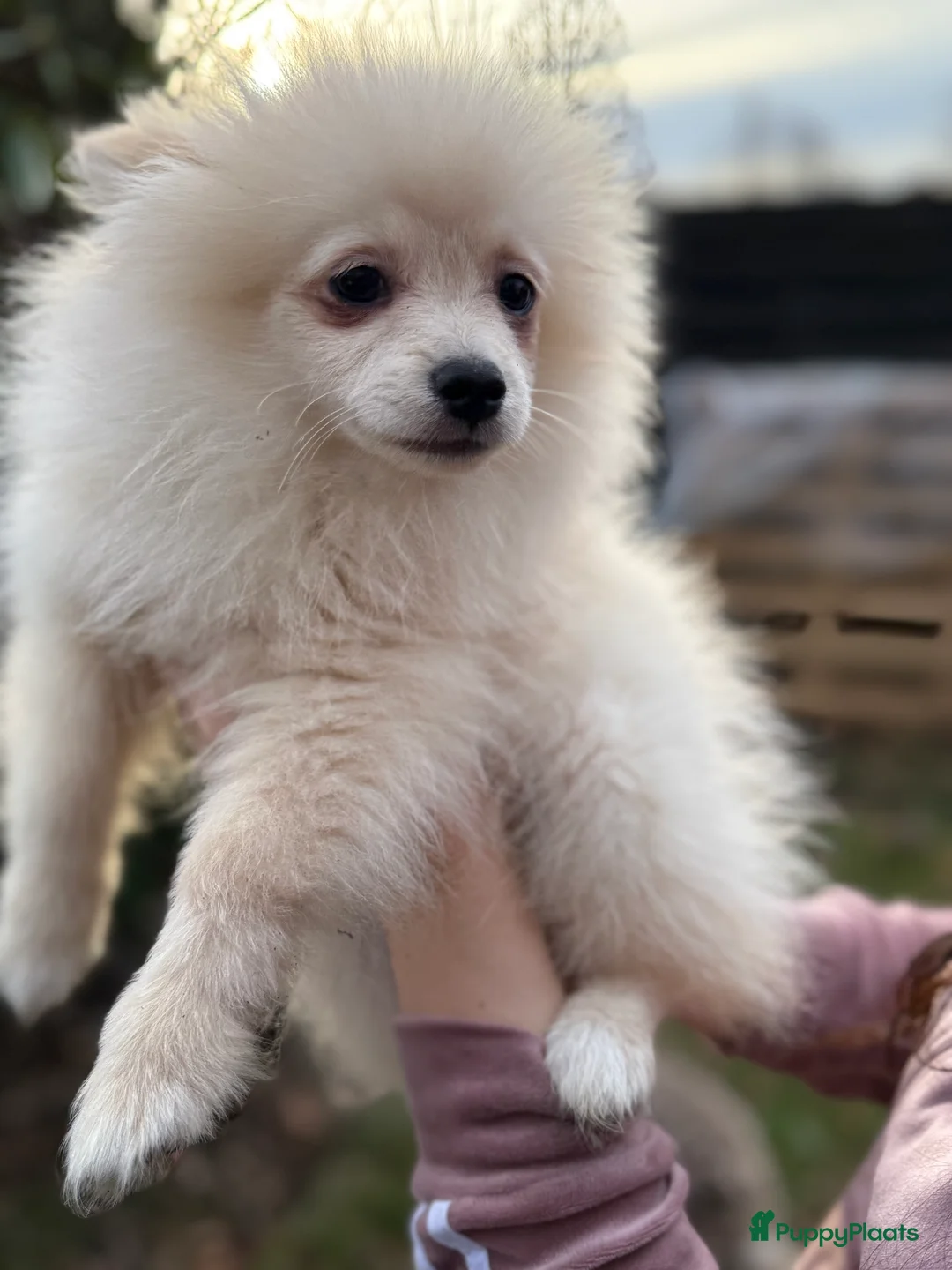 Pomeriaan honden te koop: drie pluizige baby's - Advertentie 19