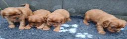 Cavalier King Charles Spaniel honden te koop: Cavalier King Charles Spaniel pups - Advertentie 4