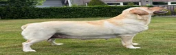 Labrador Retriever honden te koop: Prachtige Blonde Labrador Pups🐾 in Sint-Oedenrode - Advertentie 8