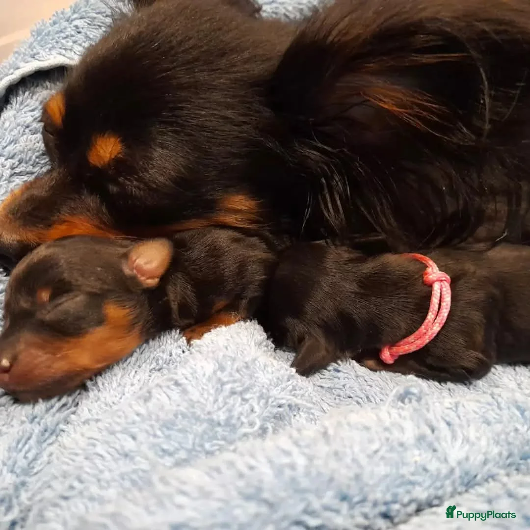 Russische Toy Terriër honden te koop: Pups verwacht in oktober – Russische Toy langharig - Advertentie 2