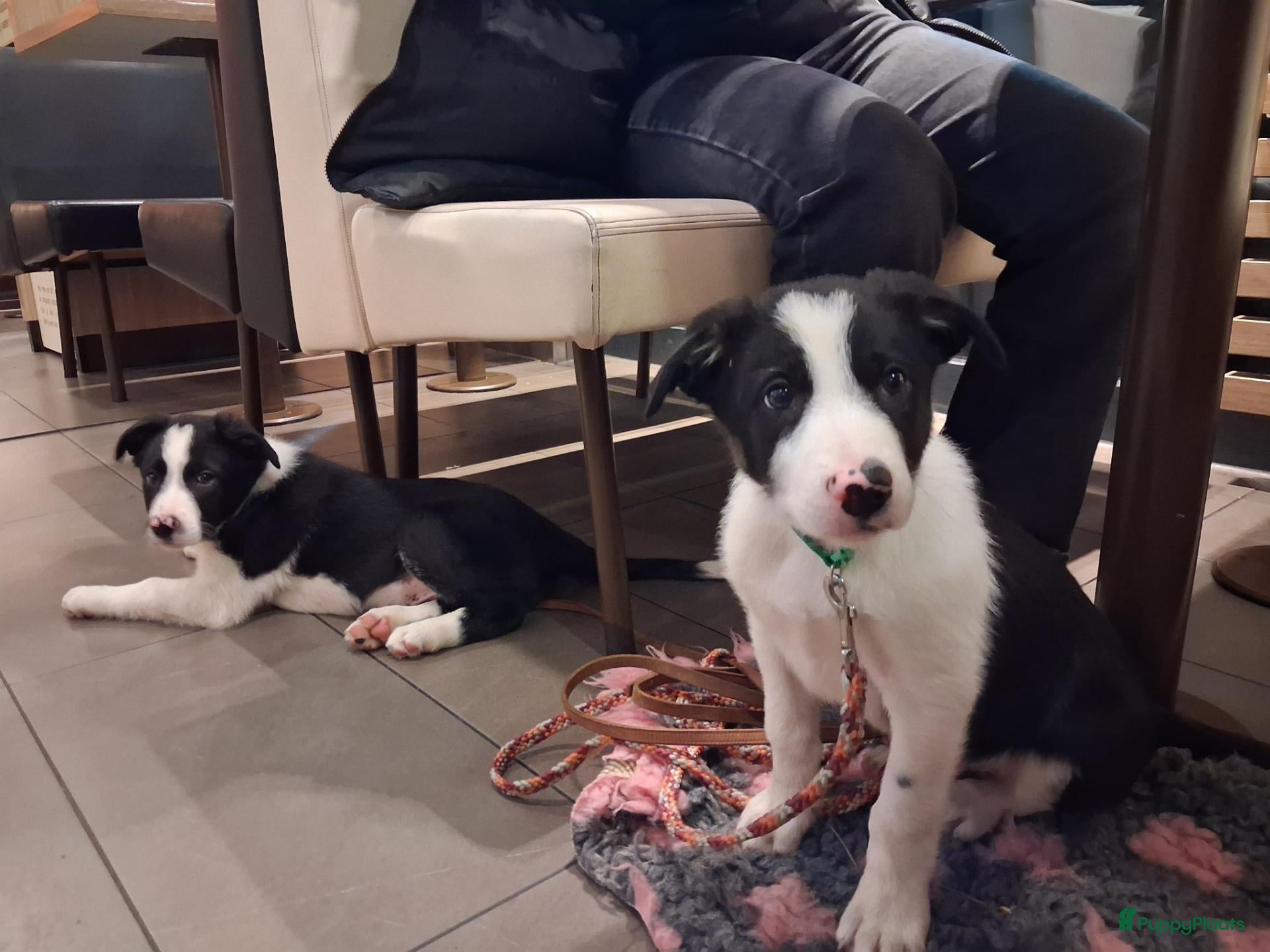 Border Collie honden te koop: Border collie puppy's - Advertentie 7
