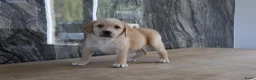 Kruising honden te koop: labrador retriever x australian shepherd - Advertentie 7