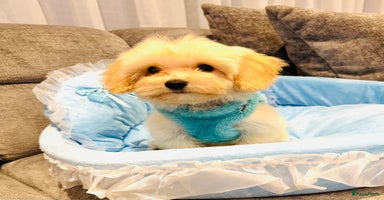 Maltipoo honden - Advertentie 8