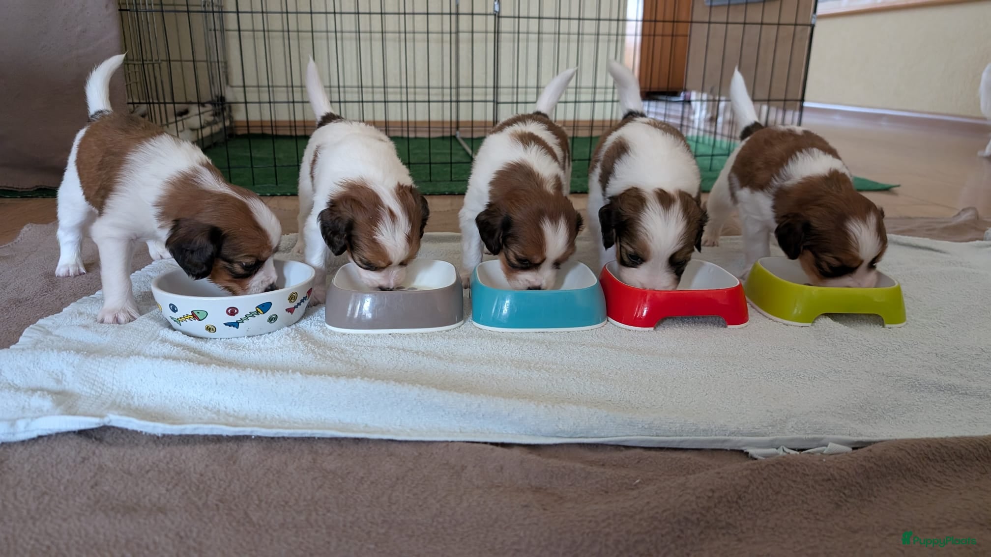 Kooikerhondje honden Raszuivere Kooiker pups alleen nog reutjes - Advertentie 1