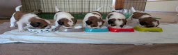 Kooikerhondje honden te koop: Raszuivere Kooikerpup reu. - Advertentie 23