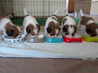 Kooikerhondje honden Raszuivere Kooiker pups alleen nog reutjes - Advertentie 2