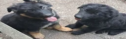 Duitse Herder honden te koop: Langstokharige Duitse Herder puppies zw.en zw/br  - Advertentie 18