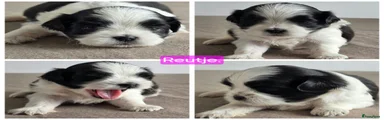 Shih Tzu 2
