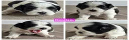 Shih Tzu honden te koop: Mooie lieve shih-tzu pups. - Advertentie 7