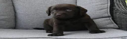 Labrador Retriever honden te koop: Chocolade bruine labrador pups met stamboom ! - Advertentie 6