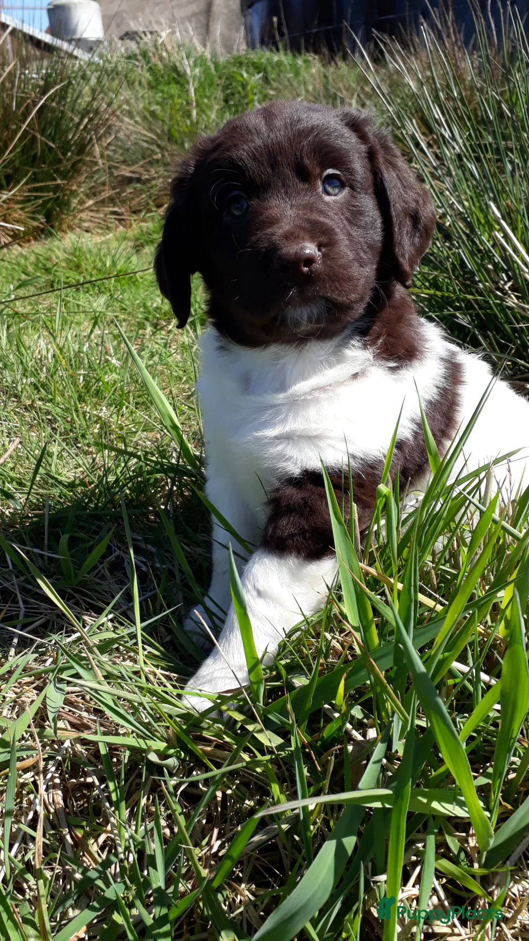 Kruising honden te koop:  Friese Stabij x Labrador/Friese Stabij pups - Advertentie 2
