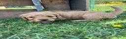 Labradoodle honden te koop: Medium labradoodel in Kwintsheul - Advertentie 23