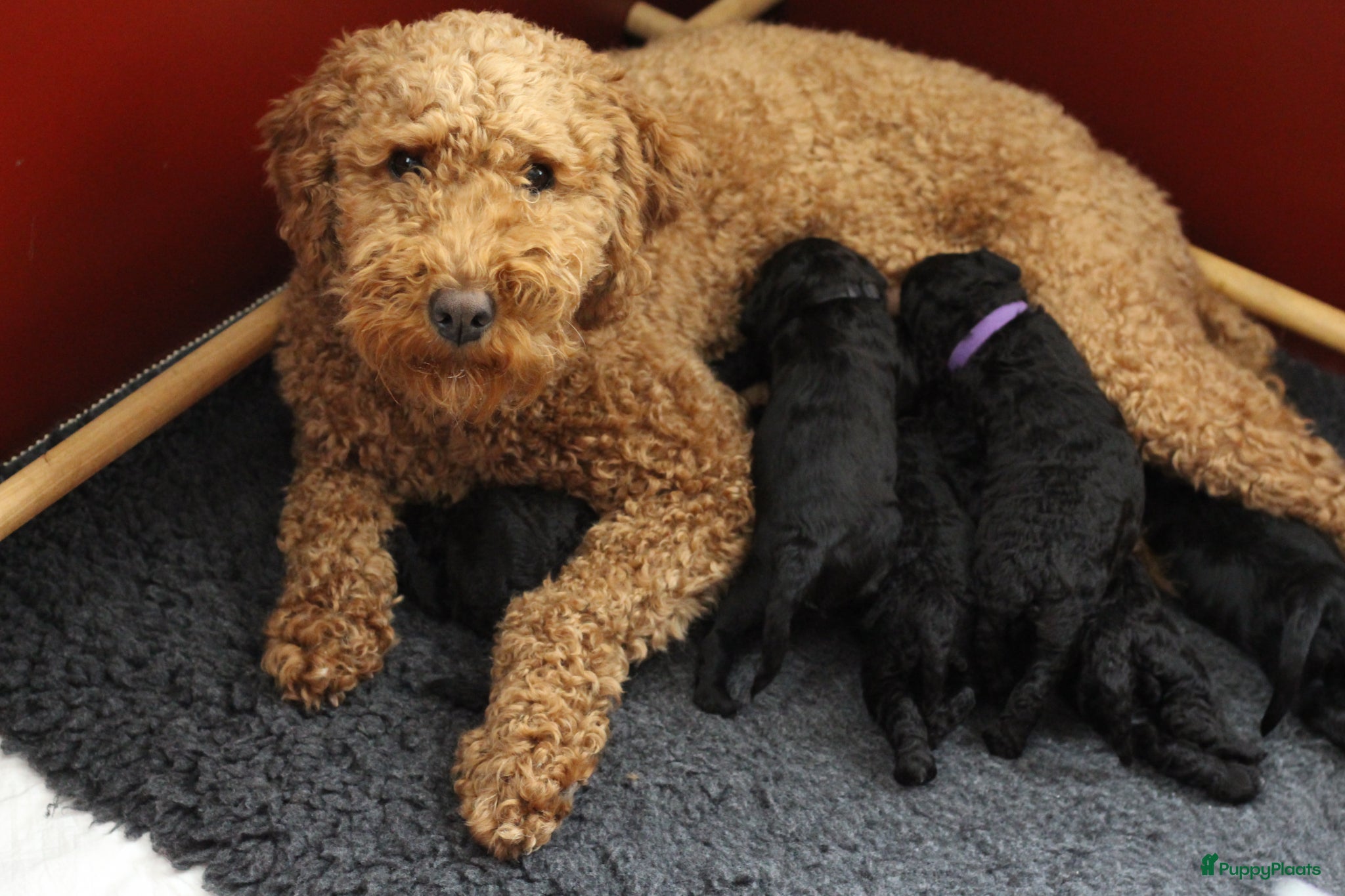 Labradoodle honden Labradoodle pups  - Advertentie 2