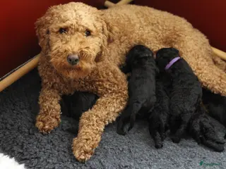 Labradoodle honden Labradoodle pups - Advertentie 2