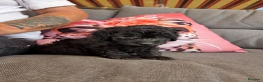 Dwergpoedel 4