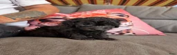 Dwergpoedel honden te koop: Dwergpoedels  - Advertentie 5
